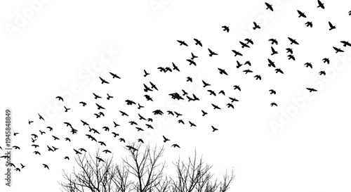 Flock of black birds flying in the sky above bare winter trees, silhouette wildlife nature landscape, migration background,