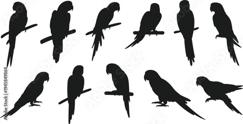 Tropical parrot macaw silhouette collection set, exotic bird icons, vector flat design elements, jungle wildlife nature branch illustrations,