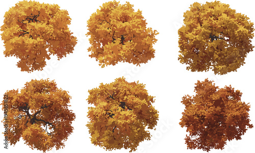 Autumn tree canopy illustrations set, colorful fall foliage crowns top view isolated on white background, seasonal nature vector