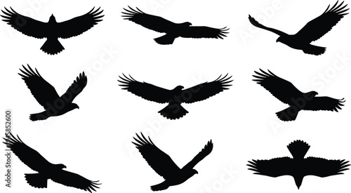 Flying eagle silhouette collection with spreading wings in different flight poses isolated on white background for majestic bird of prey vector design