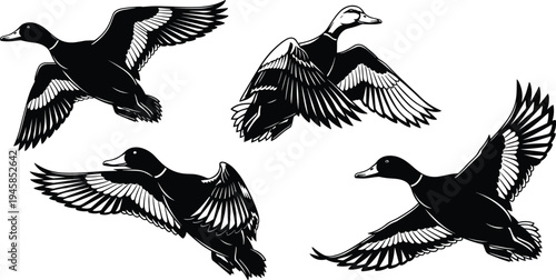 Flying mallard ducks silhouettes with open wings in various flight positions, wild birds waterfowl hunting or nature conservation, black white
