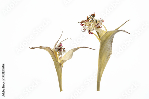 Dwa uschnięte tulipany na białym tle – suszone kwiaty i struktura płatków