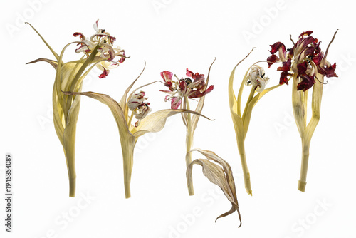 Uschnięte tulipany na białym podświetlonym tle – botaniczna struktura suszonych kwiatów