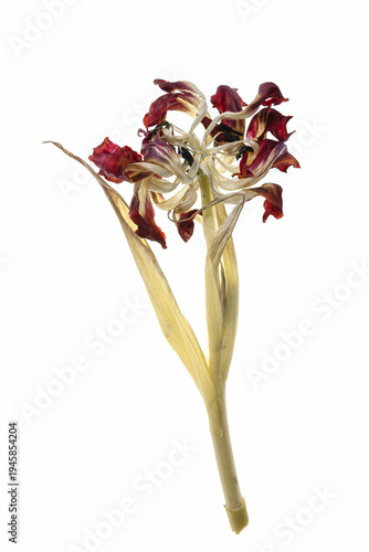 Uschnięty tulipan na białym tle – suszony kwiat i struktura płatków