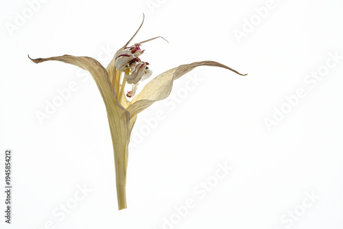 Uschnięty tulipan na białym tle – suszony kwiat i struktura płatków