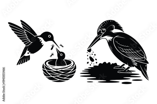 Bird graphics: hummingbird and kingfisher feeding