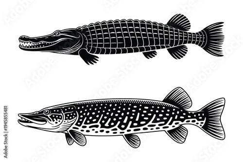 Reptile and fish graphics: alligator and pike