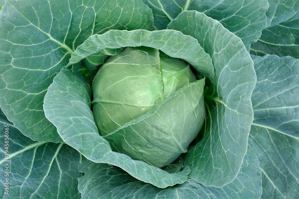 Fototapeta premium close-up of ripening green cabbage in the vegetable garden, view from above