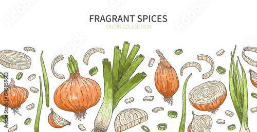 Onion, leek, onion rings and slices. Horizontal border. Sketch. Doodle. Fresh, organic vegetables. Healthy food. Herbs, fragrant spices. Poster. Vector illustration.