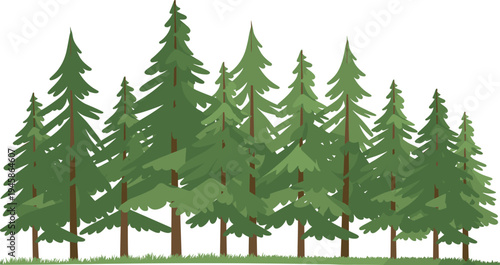 A row of tall green pine trees with brown trunks standing closely together on a grassy field forest