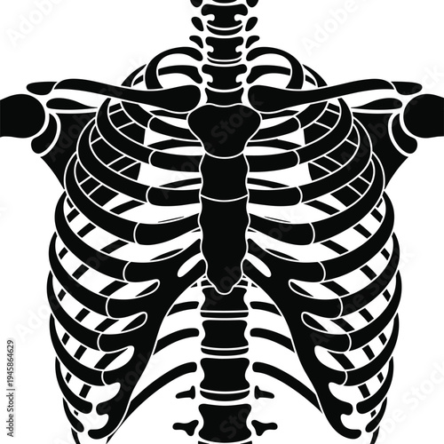 Black and white of human ribcage and spine with stylized anatomical details anatomy human body medical