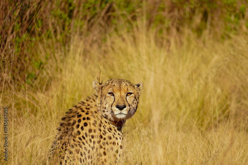 Cheetah resting in grassland habitat, Gondwana Game Reserve, Western Cape, South Africa