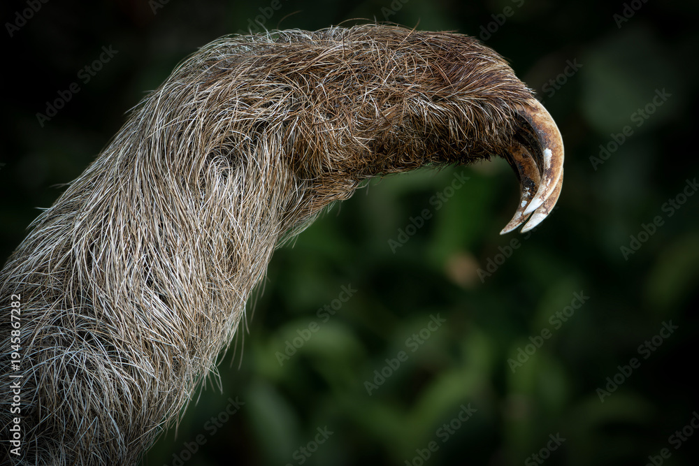 Fototapeta premium Three toed sloth interacting with human hand wildlife interaction portrait
