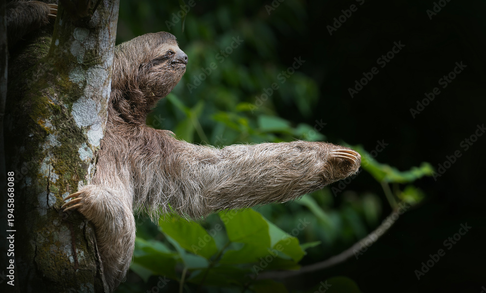 Fototapeta premium Three toed sloth climbing tree trunk in tropical rainforest