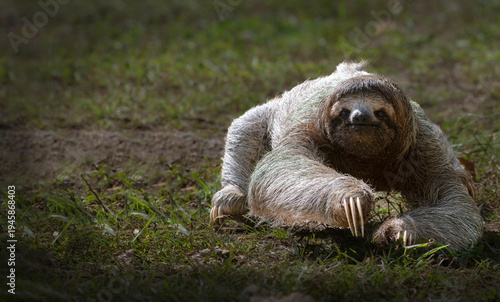 Three toed sloth walking on ground portrait in tropical habitat