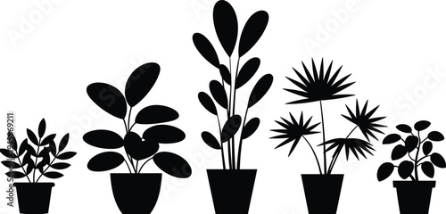 Five black and white potted plants with different leaf shapes and sizes arranged in a row leaves