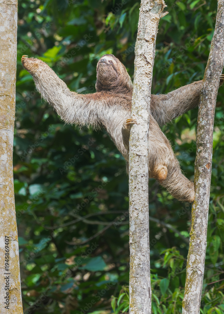 Fototapeta premium Three toed sloth climbing tree trunk in tropical rainforest