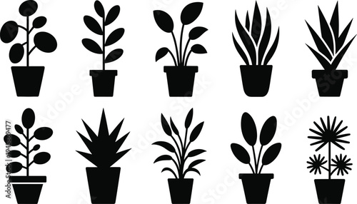 Ten black and white potted plants with different leaf shapes and arrangements different plants indoor plants