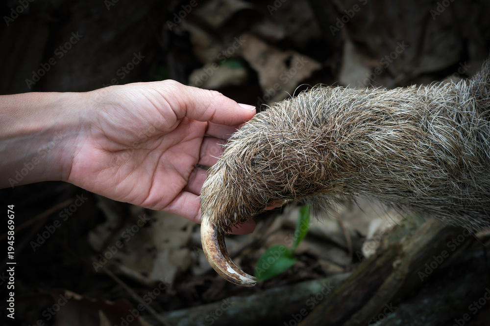 Fototapeta premium Three toed sloth interacting with human hand wildlife interaction portrait