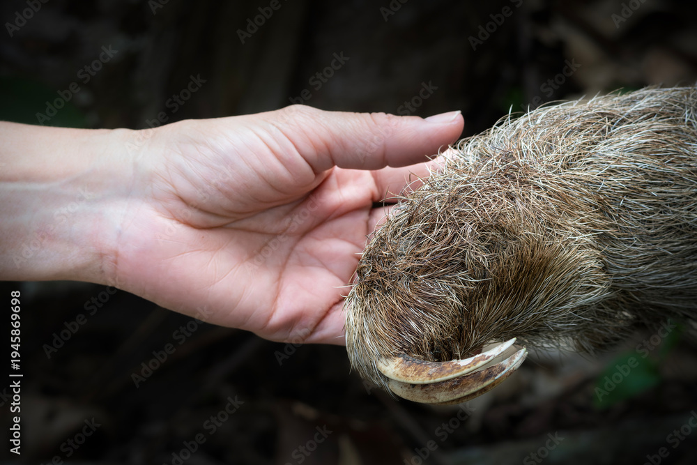 Fototapeta premium Three toed sloth interacting with human hand wildlife interaction portrait