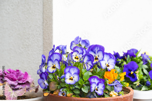 鉢植えのパンジー