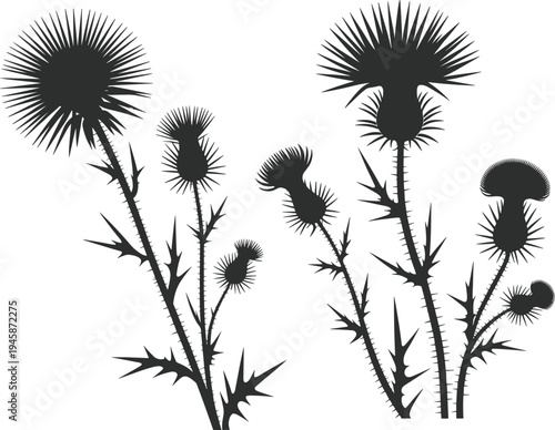 Black and white of thistles with spiky stems and flower heads in various stages of bloom plant