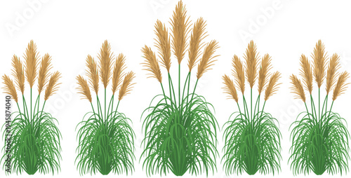 Five clusters of tall green grass with golden brown seed heads growing in a row