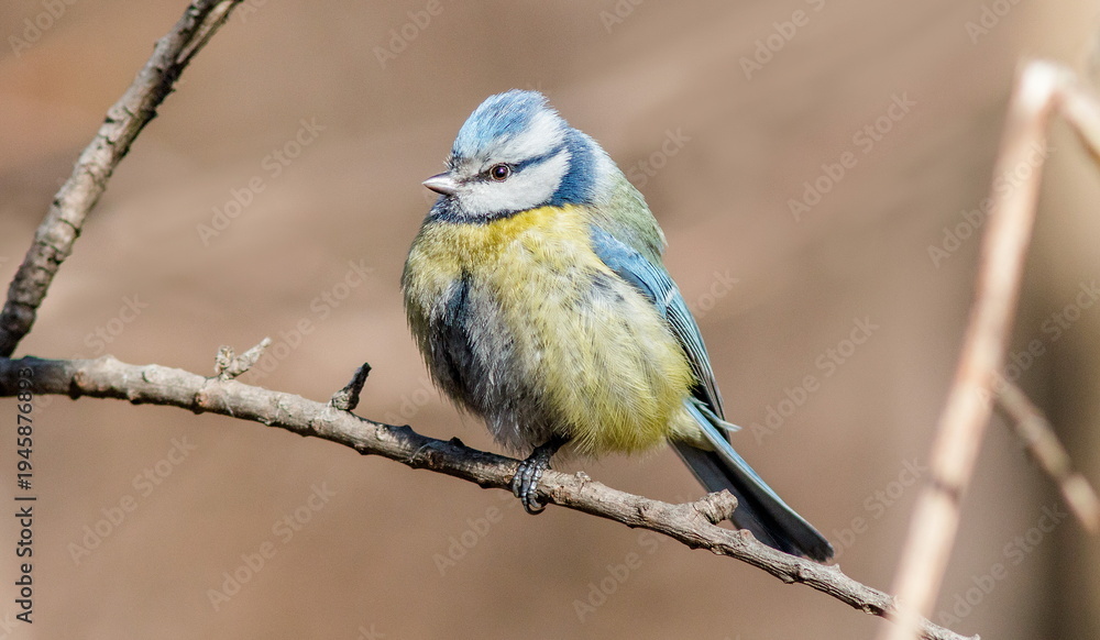 Fototapeta premium blue tit on a branch