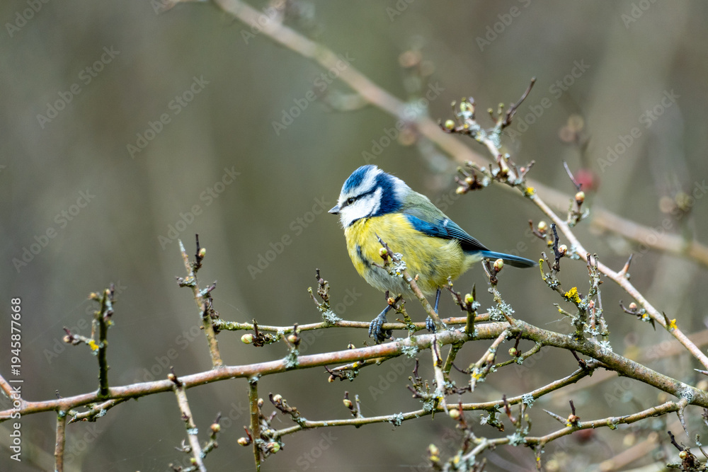 Obraz premium A Eurasian blue tit (Cyanistes caeruleus), a small passerine bird in the tit family, Paridae. 