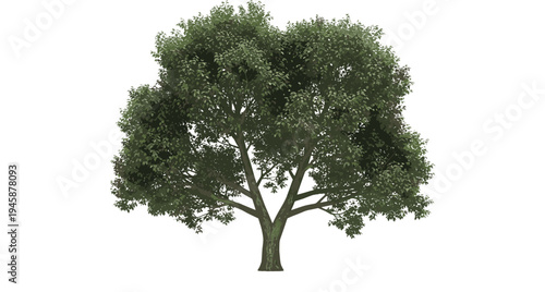 Green leafy tree illustration, thick trunk, branching canopy, botanical vector artwork, healthy plant design, decorative nature symbol, educational material, landscape inspiration