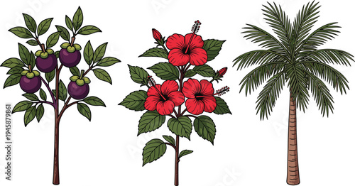 Mangosteen tree illustration with fruits, hibiscus plant flowers, coconut palm tree vector art, tropical flora design, botanical nature study artwork