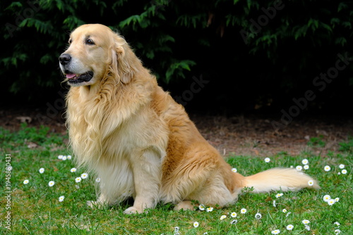 Golden Retriever in a field with daisy flowers
