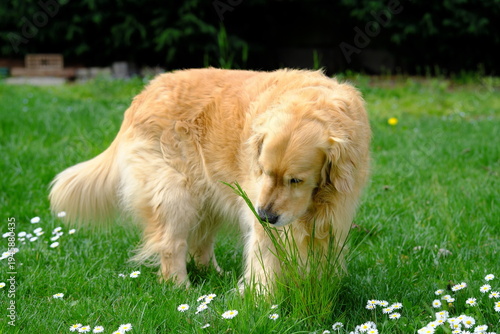 Golden Retriever in a field with daisy flowers
