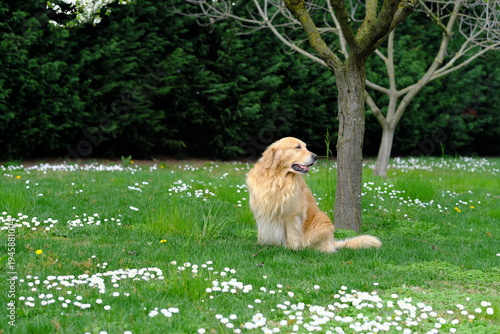 Golden Retriever in a field with daisy flowers
