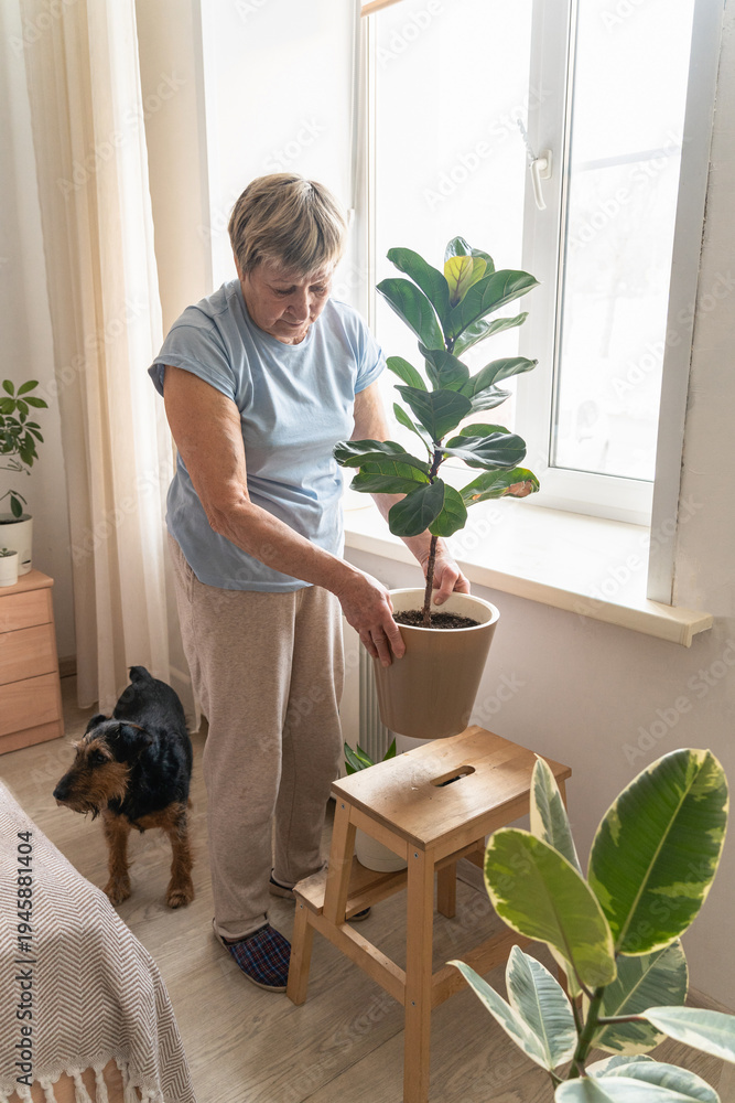 Fototapeta premium An elderly woman tends to her fiddle-leaf fig at home, enjoying gardening in the company of her pet dog. An authentic moment, an active retirement lifestyle