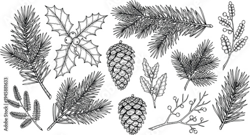 Vintage Christmas Botanical Elements Pine Branches Holly Leaves Cones and Winter Plants Engraving Vector Illustration