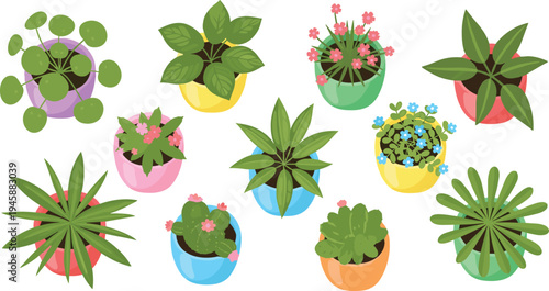 Top View Potted Houseplants Collection Indoor Decorative Plants Succulents and Flowers in Pots Vector Illustration