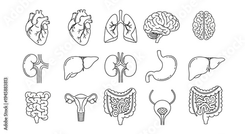 Human organ icons display detailed line drawings of the heart, brain, lungs, liver,.