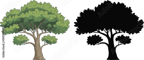 WebLarge oak tree vector illustration and black silhouette set, summer deciduous tree with green leaves isolated on white background, design.