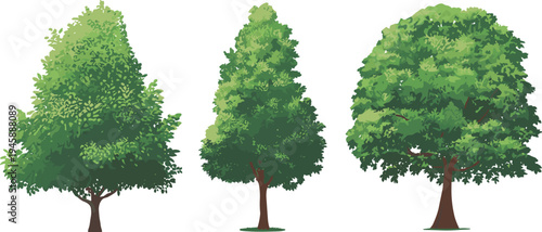 WebVector illustration set of realistic green deciduous trees, summer oak and maple species with dense foliage isolated on white background,