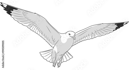Soaring seagull in flight with outstretched wings against a white backdrop