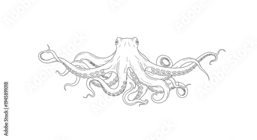 Detailed illustration of an octopus in black and white against a white background