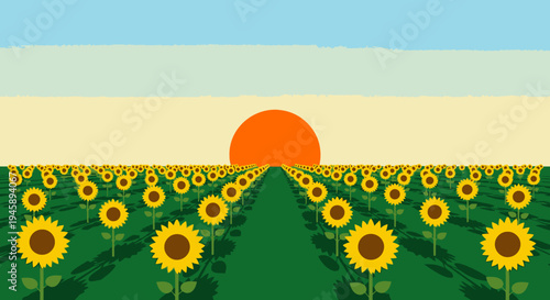 Sunflowers field at sunset vector illustration of nature and scenery