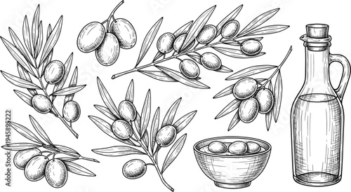 Hand Drawn Olive Branches, Olives, Olive Oil Bottle and Bowl Collection Mediterranean Botanical Food Illustration Vintage Engraving Style Vector Set