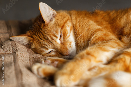 Closeup ginger cat lying on the bed and sleep. Shallow focus.