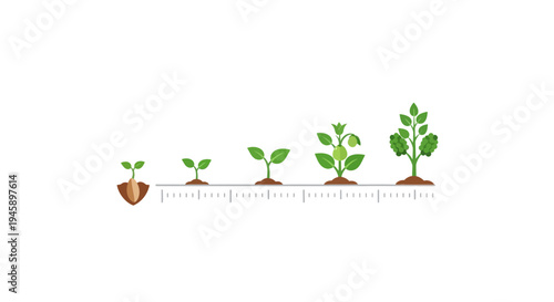 Green plants growing in soil stages.