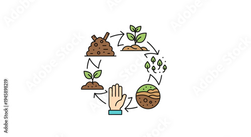 Green Plant Growing Cycle Process.