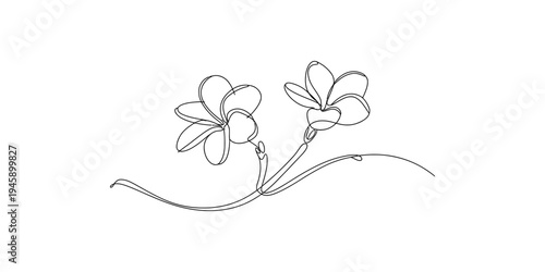 A beautiful minimalist continuous line art illustration featuring two tropical plumeria flowers. Vector, illustration