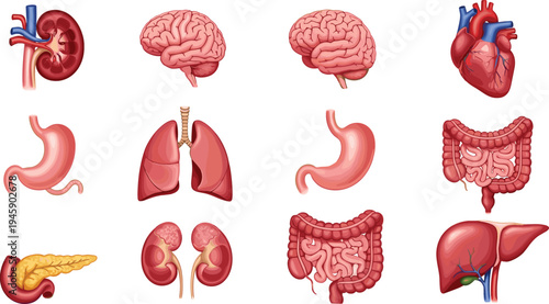 Human internal organs collection brain heart lungs stomach liver kidney intestine medical anatomy flat vector illustration set