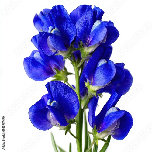 Vibrant royal blue lupine blossoms clustered along a green stem close-up